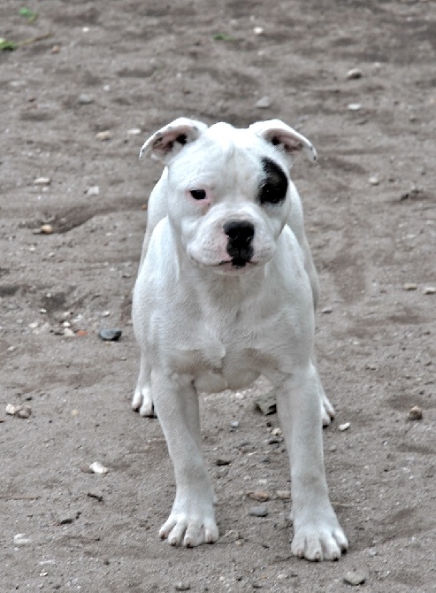 Black Bulldiamonds - ENFIN NOTRE ETALON BLANC :) 