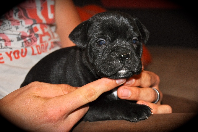 Black Bulldiamonds - CHIOTS DU MULTI CH JESUKAY OF BLACKSORT 