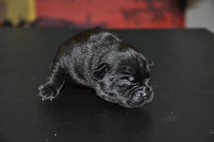 Black Bulldiamonds - CHIOT DISPONIBLES