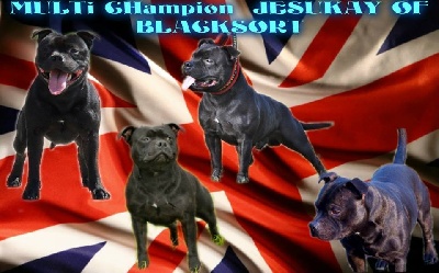 Black Bulldiamonds - MULTI CHAMPION JESUKAY OF BLACKSORT 