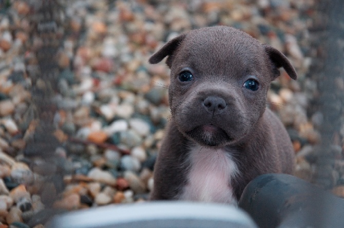 Black Bulldiamonds - chiots venum :)