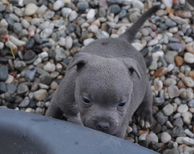 Black Bulldiamonds - bebe venum :) 