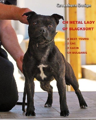 Black Bulldiamonds - CH METAL LADY OF BLACKSORT 