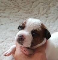 Black Bulldiamonds - Staffordshire Bull Terrier - Portée née le 16/08/2018